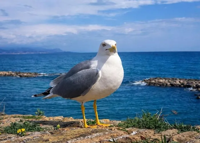 Old Town With Ac 320m From Apartman